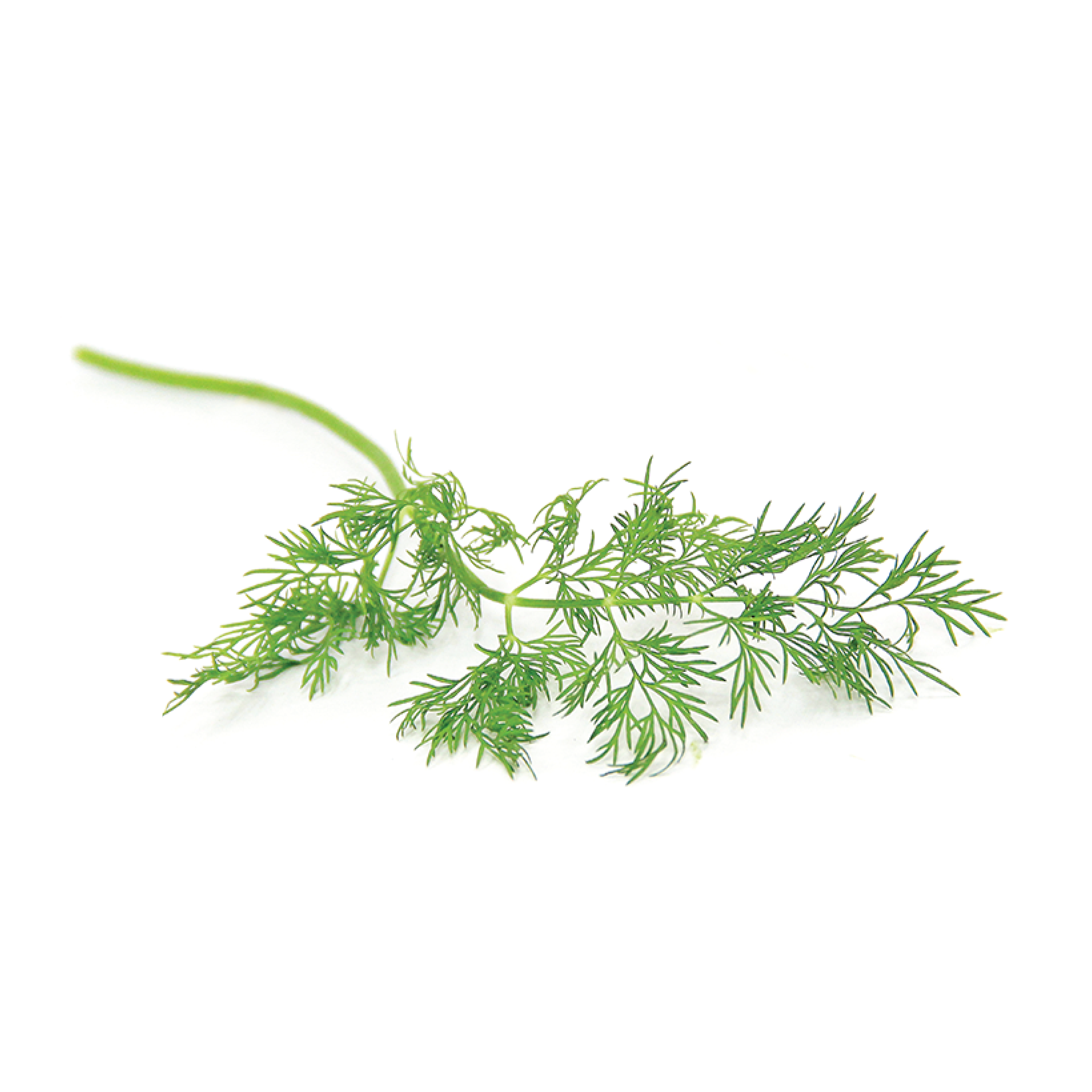 Dill