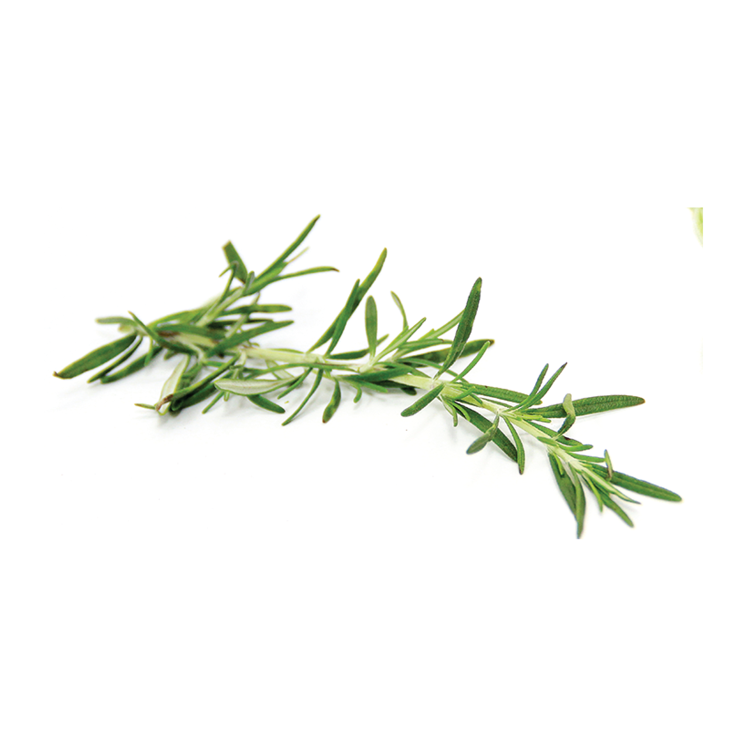 Rosemary