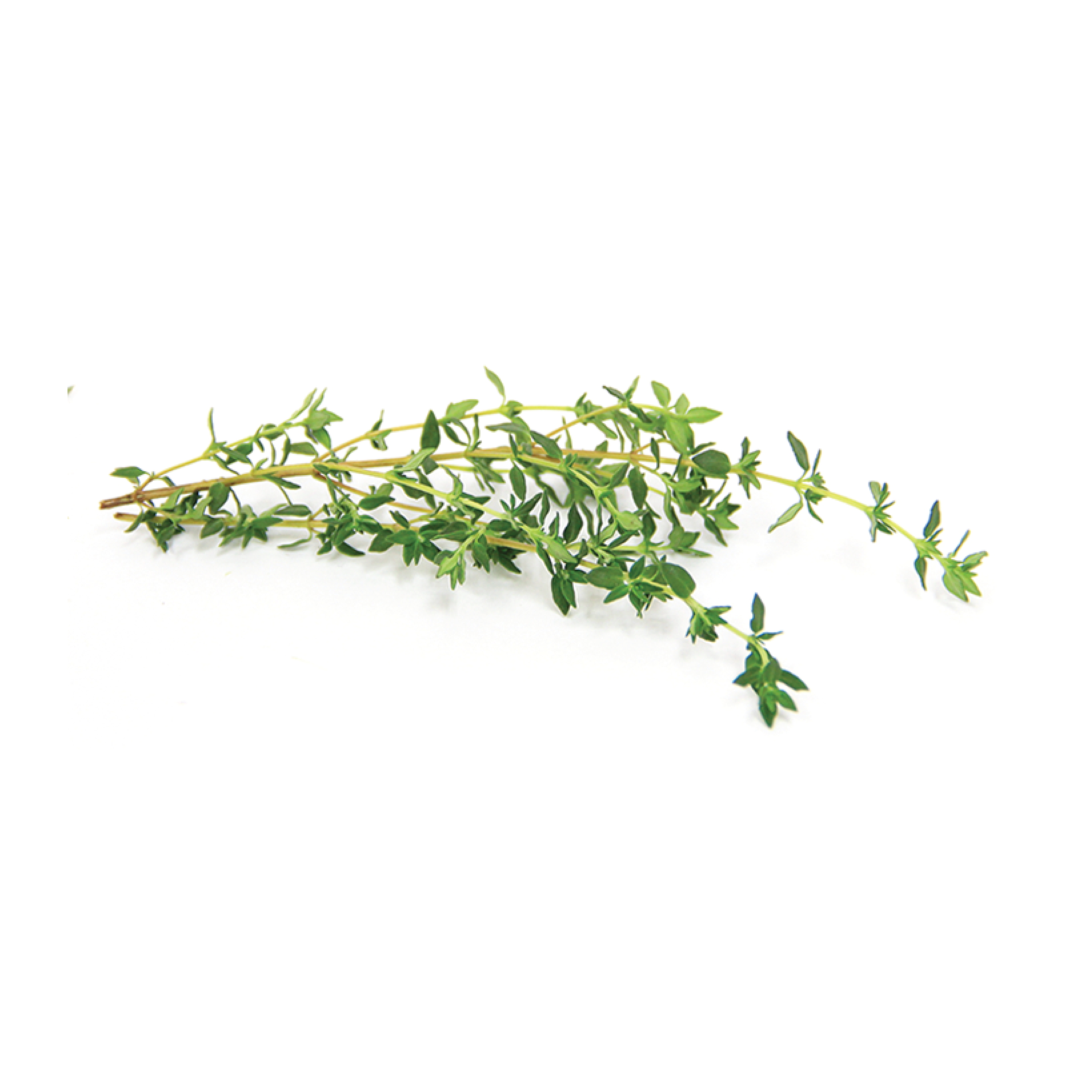 Thyme